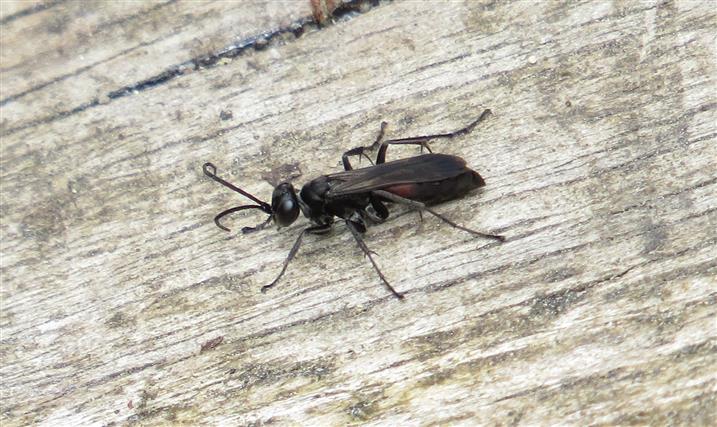 Pompilidae ID